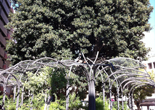 Imagen de �rbol de Santo Domingo